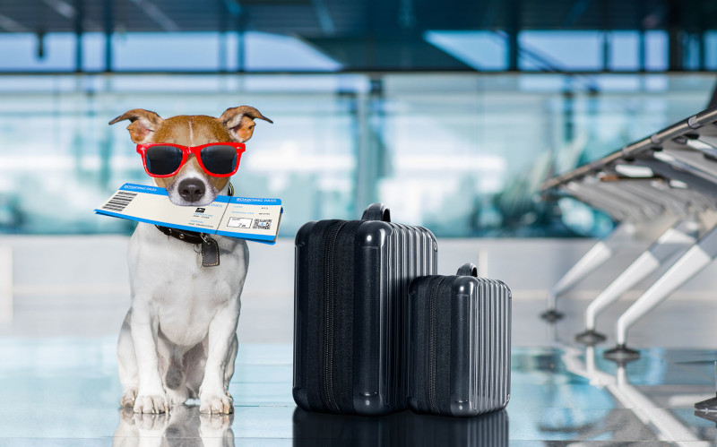 Dicas para uma viagem agradável. Muitos donos de animais de estimação desejam incluir seus amigos peludos em suas aventuras de viagem, mas muitos ainda não entendem completamente as regras e regulamentos em torno do transporte de animais em aviões.